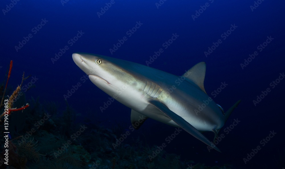 Obraz premium Reef shark swimming towards the surface