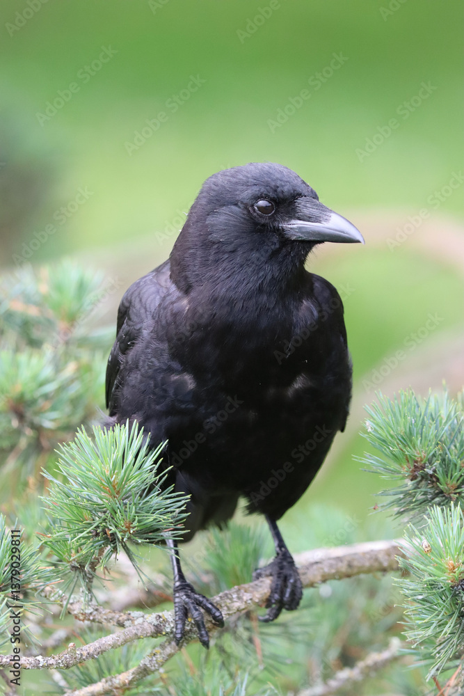Fototapeta premium American Crow Perched on Evergreen Branches