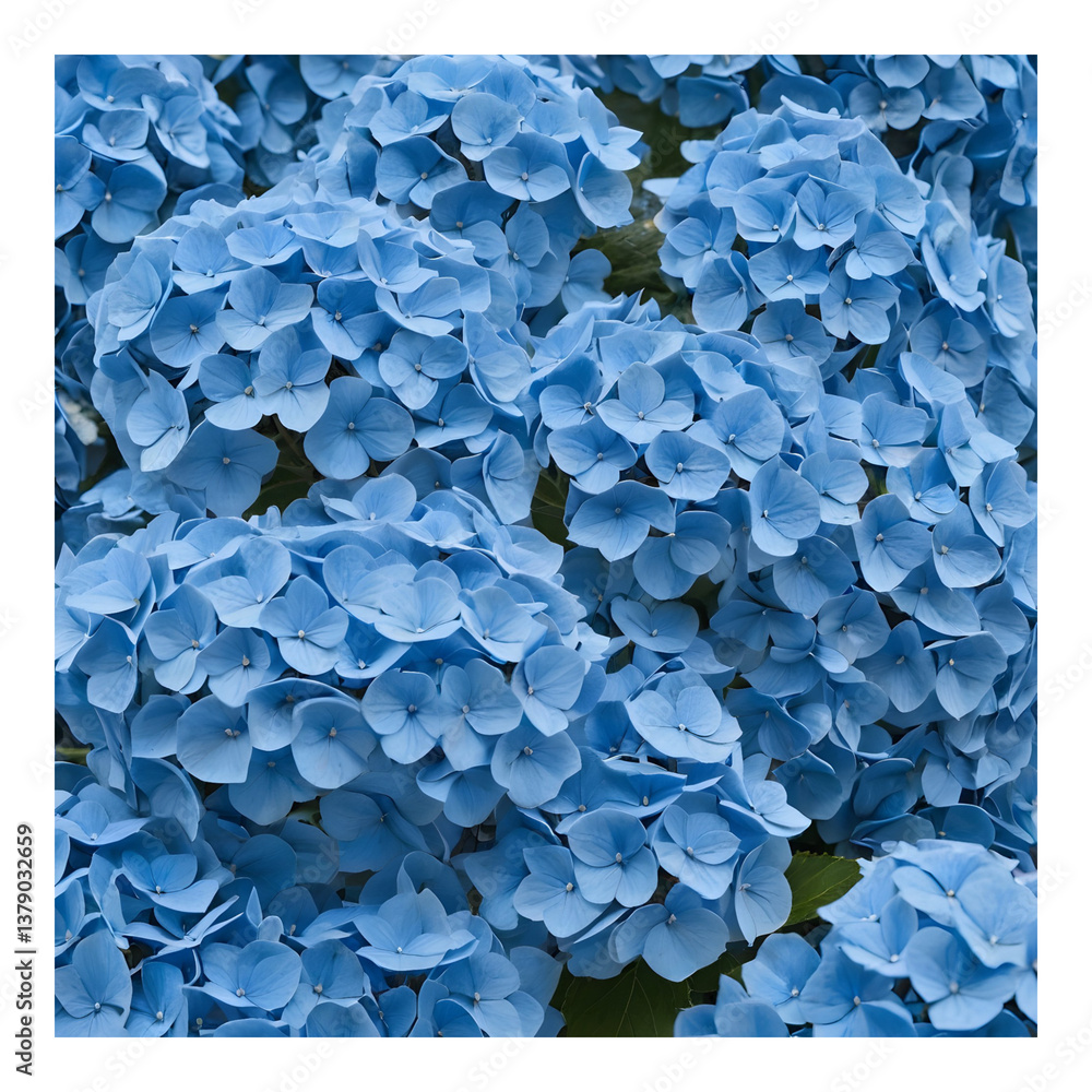 Cluster of Bright Blue Hydrangeas Cluster of Bright Blue Hydrangeas