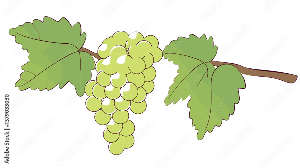 Fototapeta premium Bunch of green grapes on vine with leaves