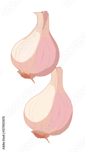 Two garlic bulbs on white background