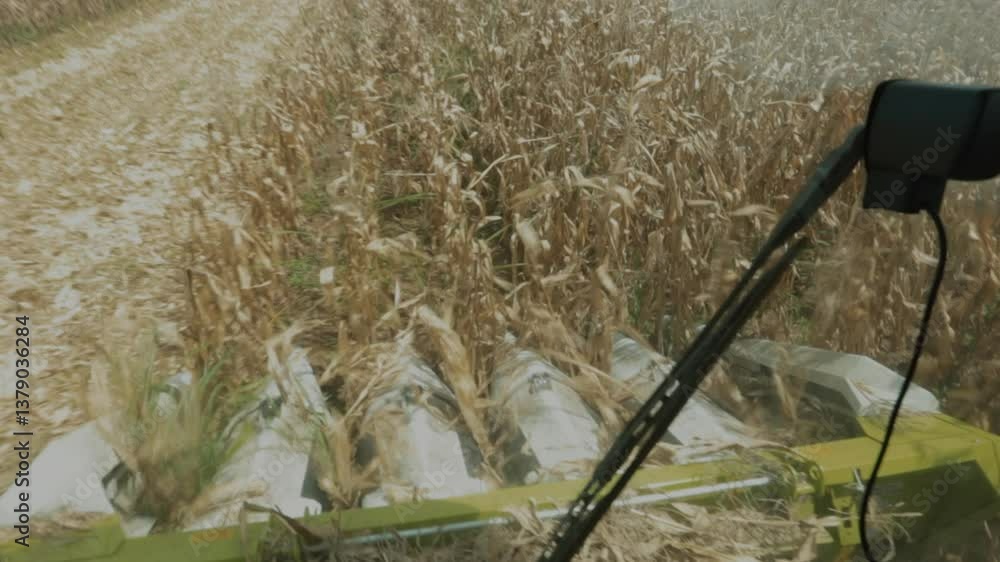 CORN COLLECTION WITH TRACTOR