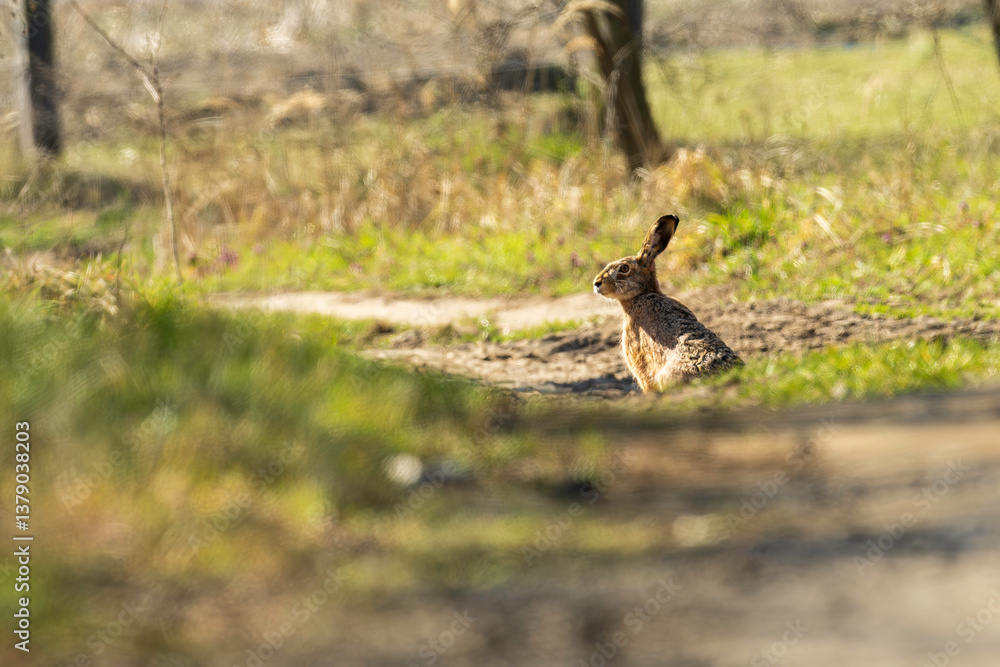 Ein Hase bei Sonnenschein auf einen Feldweg
