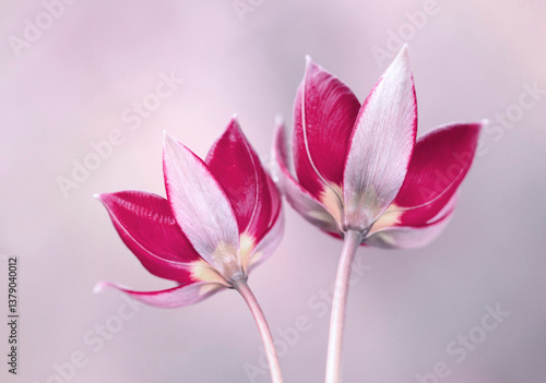 Tulipany botaniczne na jasnym tle, tapeta, dekoracja.