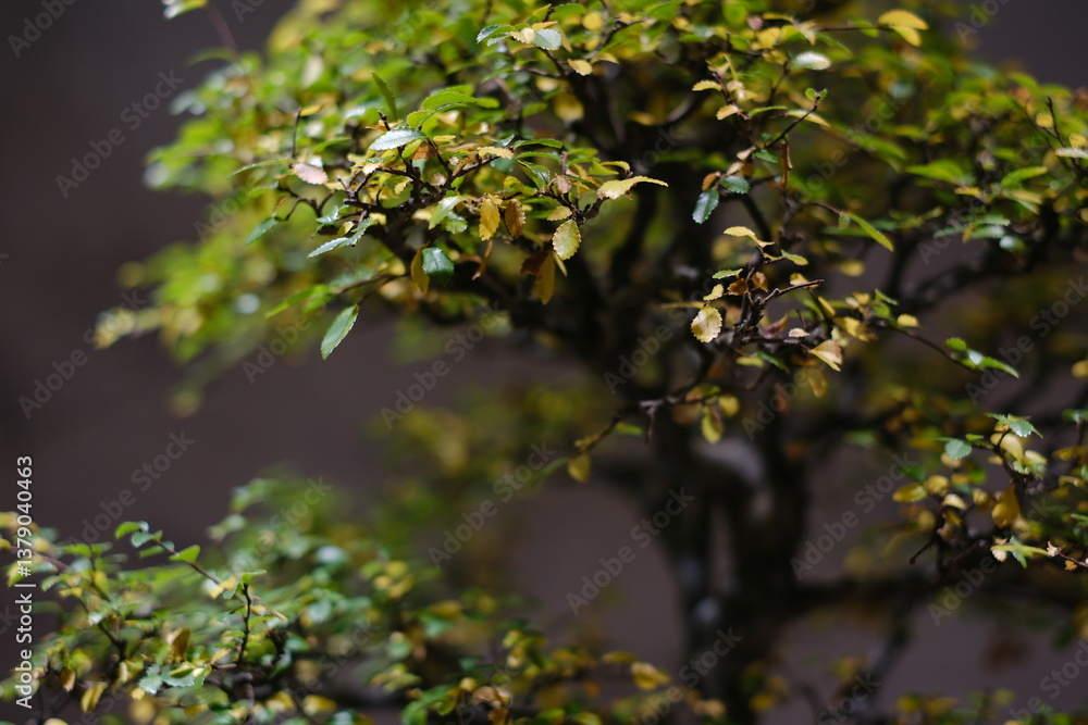 Fototapeta premium Traditional Chinese indoor bonsai, Yangzhou Bonsai Museum, China