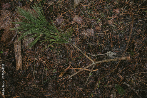 Close-up of tree bark texture