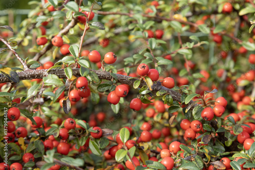 Gros plan de Cotoneaster franchetii Gros plan de Cotoneaster franchetii