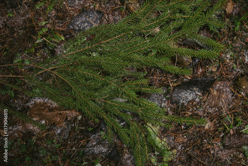 Tree branches and textured bark