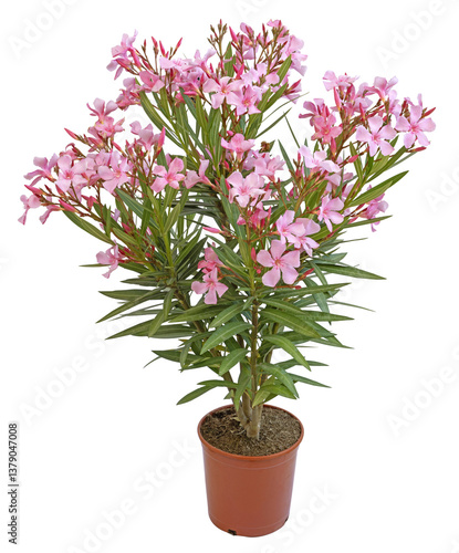 Schilderij op canvas Nerium oleander en pot