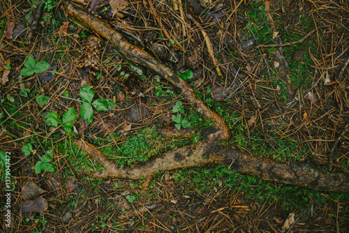 Fallen branches and dry leaves