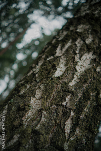 Tree Bark Texture Close-Up