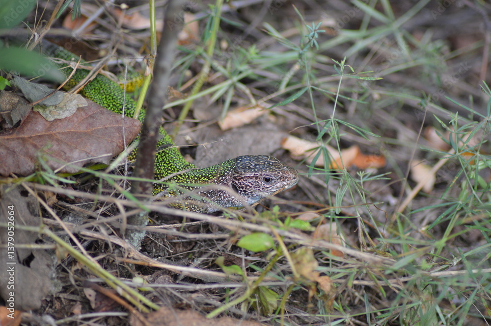 lizard on the grass lizard on the grass