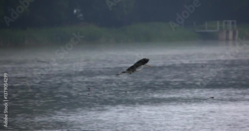 Majestic Heron in Flight Through Misty Woodland