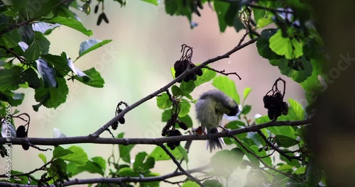 Tiny Bird Preening on a Tree Branch Among Green Leaves