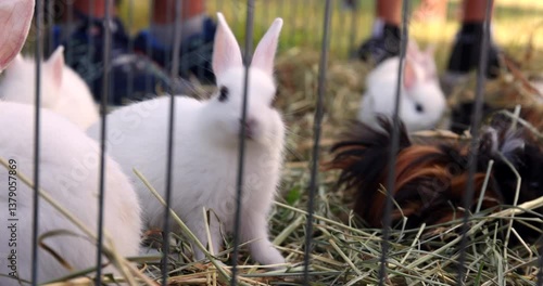 White Bunny in a Petting Zoo Enclosure with Guinea Pig