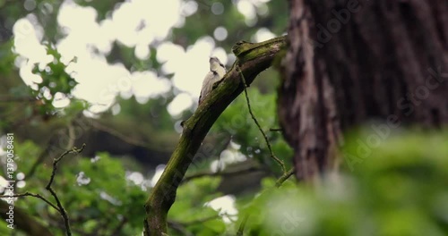 Woodpecker Perched on a Mossy Branch in a Lush Forest