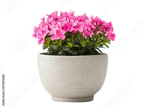 Wallpaper Mural Bright pink flowers in decorative pot for home decor design, cut out Torontodigital.ca