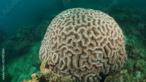 Marine life grooved Brain coral close up