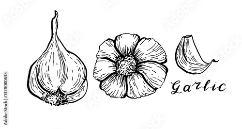 Garlic. Vegetables. Hand drawn vector set  isolated sketch.