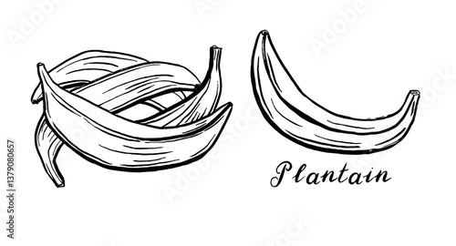 Plantain. Vegetables. Hand drawn vector set  isolated sketch.