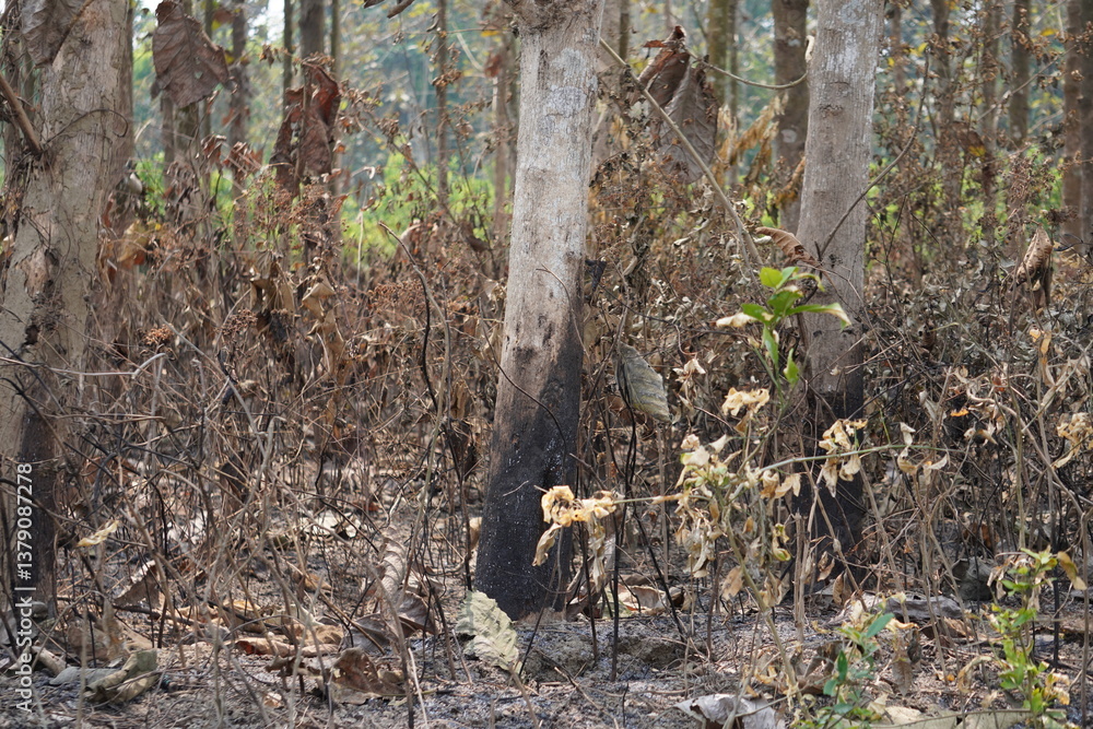 Obraz premium The aftermath of a low-intensity forest fire or controlled burn