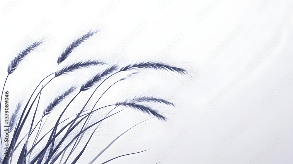 Obraz premium A cluster of barley ears, finely structured and slender, spread across a smooth, white background.