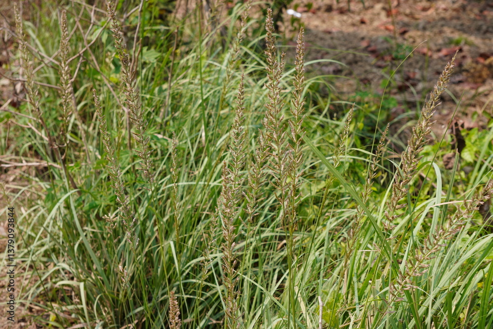 A patch of grass possibly Spodiopogon commonly known as love grass A patch of grass possibly Spodiopogon commonly known as love grass
