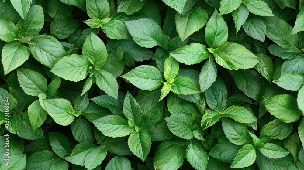 Vibrant Green Lush Foliage: A Close-Up of Fresh Greenery Vibrant Green Lush Foliage: A Close-Up of Fresh Greenery