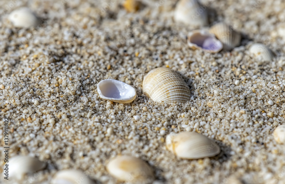 Seashells on beach sand background summer vacation travel nature ocean coast sea shells coastal marine life Seashells on beach sand background summer vacation travel nature ocean coast sea shells coastal marine life