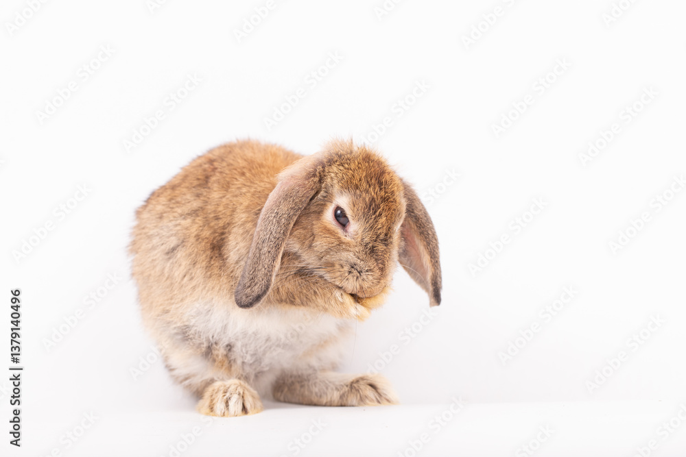 Adorable Pet Rabbit, Cute Fluffy, White Mammal with Large Ears on Background, Showcasing Its Small, Furry, Domestic Nature, Perfect for Easter Celebrations and Farm Enthusiasts Adorable Pet Rabbit, Cute Fluffy, White Mammal with Large Ears on Background, Showcasing Its Small, Furry, Domestic Nature, Perfect for Easter Celebrations and Farm Enthusiasts