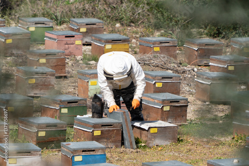 Apiarist taking care of beehives