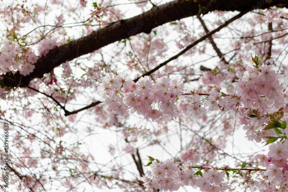 Prunus × subhirtella (winter-flowering cherry, spring cherry, rosebud cherry) a hybrid flower between Prunus itosakura (edohigan) and Prunus incisa (Mamezakura) Prunus × subhirtella (winter-flowering cherry, spring cherry, rosebud cherry) a hybrid flower between Prunus itosakura (edohigan) and Prunus incisa (Mamezakura)