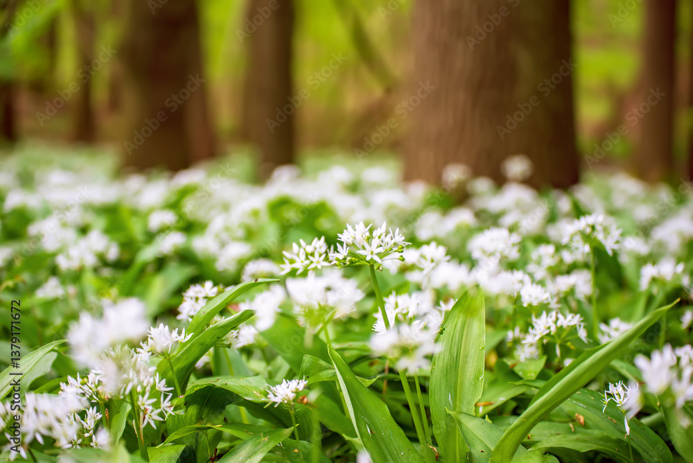 Fototapeta premium Wild garlic flowers growing in the spring forest. Ramson blossoms, seasonal background