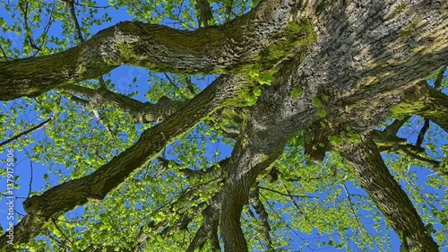 Lindenbaum, Baumkrone, Ober Mooser See, Freiensteinau, Vogelsberg, Hessen, Deutschland, Europa