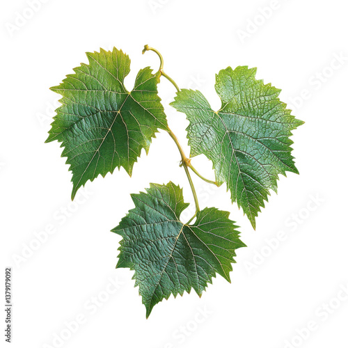 Fresh Green Vine Leaves with Detailed Veins on Transparent Background