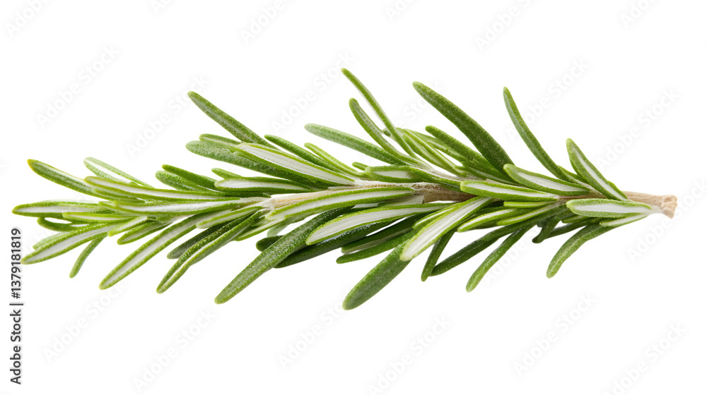 Close-up of a fresh rosemary sprig, isolated on white. Vibrant green aromatic herb for cooking and health benefits. Natural culinary ingredient. Close-up of a fresh rosemary sprig, isolated on white. Vibrant green aromatic herb for cooking and health benefits. Natural culinary ingredient.