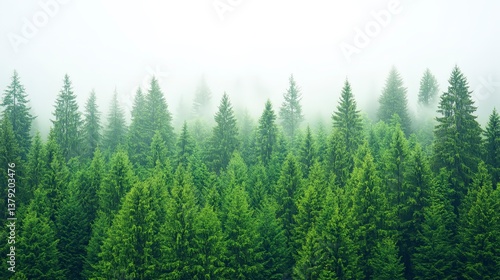 Dense evergreen forest shrouded in mist, creating a serene and mysterious atmosphere.