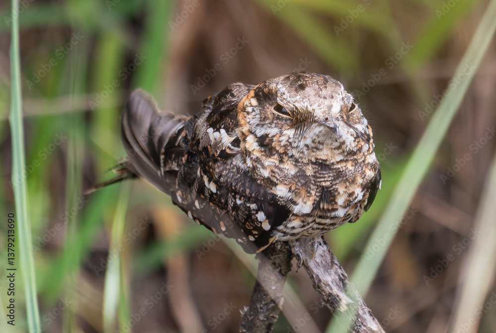 Fototapeta premium nightjar resting