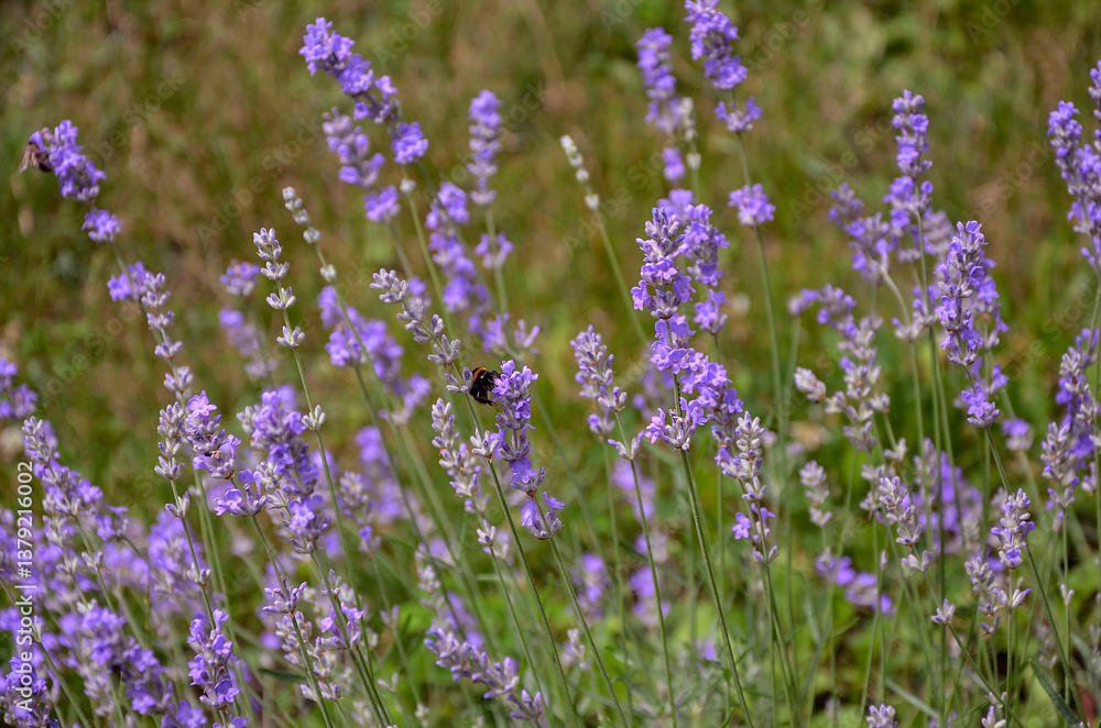 Naklejka premium Delicate lavender illuminated by the sun, blooming in the garden.
