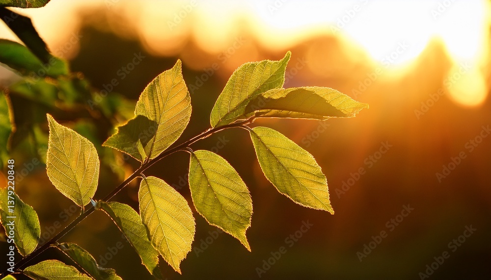 sunlit leaves glowing in the golden hour a tranquil close up of nature s beauty captured during sunrise or sunset sunlit leaves glowing in the golden hour a tranquil close up of nature s beauty captured during sunrise or sunset