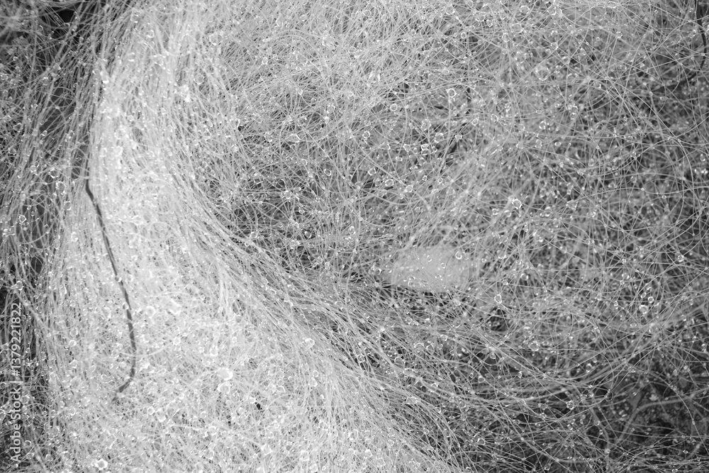 Intricate strands of a fishing net lie intertwined, glistening with droplets of water .