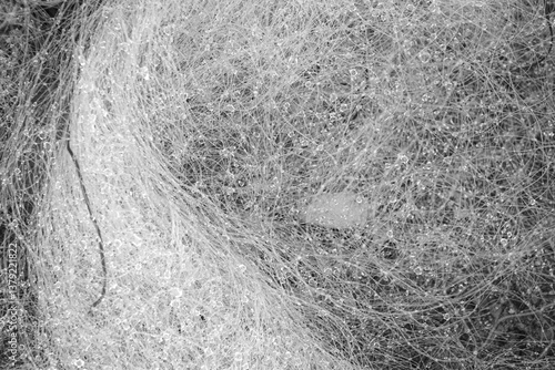 Obraz na płótnie Intricate strands of a fishing net lie intertwined, glistening with droplets of water . w salonie
