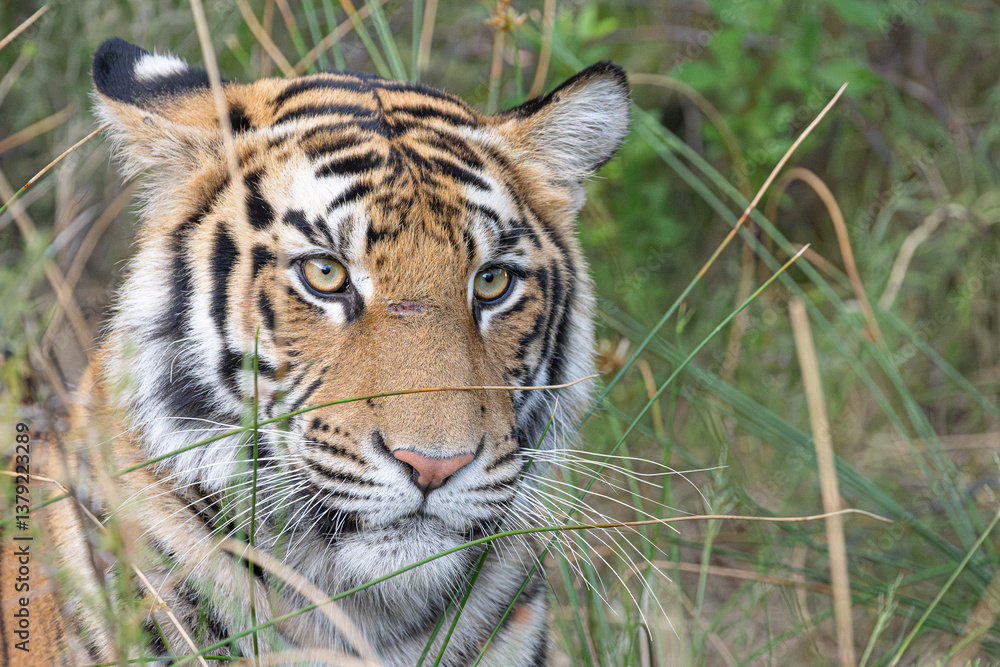 Fototapeta premium wild tiger peering out from the grass in Tiger Canyon, Free State South Africa