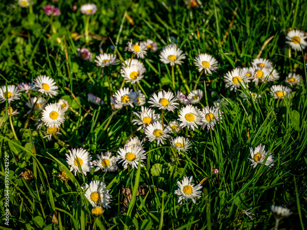 Gänseblümchen auf einer Wiese Gänseblümchen auf einer Wiese