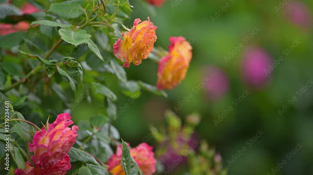 Rosenbusch, blühend, zweifarbig, Gelb, Rot, Sommer Rosenbusch, blühend, zweifarbig, Gelb, Rot, Sommer