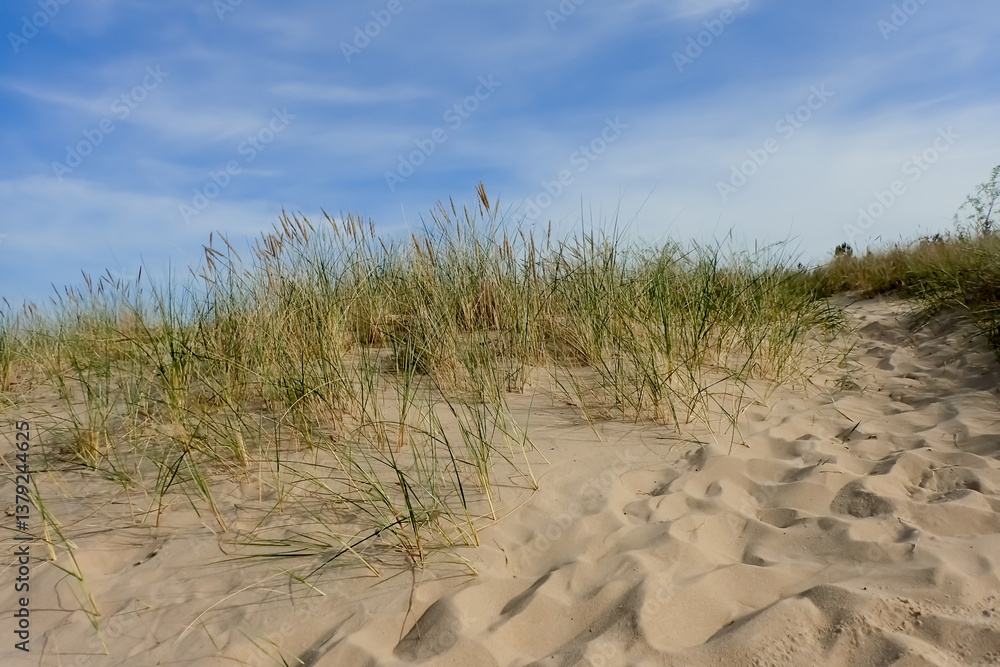 Sandy dune covered with beach grass under a vivid blue sky and wispy clouds, capturing a peaceful coastal landscape in natural light Sandy dune covered with beach grass under a vivid blue sky and wispy clouds, capturing a peaceful coastal landscape in natural light