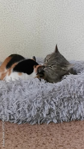 Two pets cuddling closely on a cozy bed highlights the warmth of friendship and companionship shared between animals in a home setting