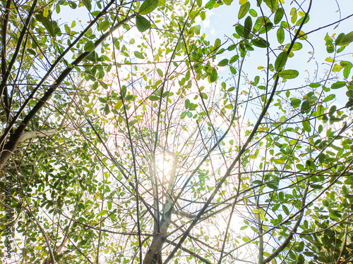 Uplifting view through sunlit green leaves and branches of a lush tree canopy, capturing the serene beauty of nature and the warmth of the sun's gentle embrace above