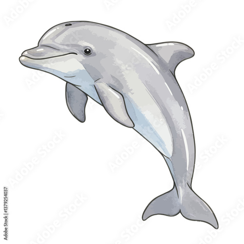 dolphin isolated on white background