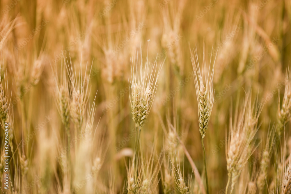 Fototapeta premium Golden Wheat Field Close-Up at Sunset